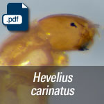Hevelius carinatus.